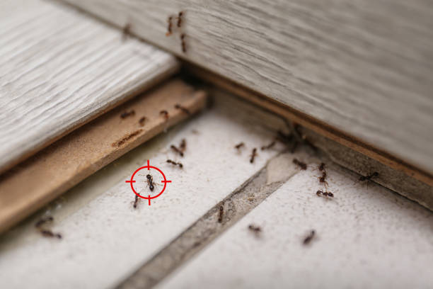 Best Flea Control Services  in Deerfield, MI
