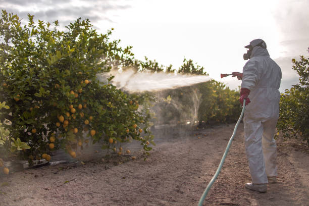 Best Termite Control Services  in Deerfield, MI