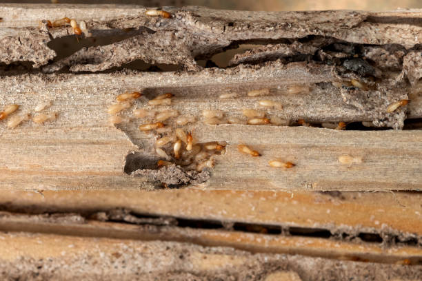 Best Pest Control Near Me  in Deerfield, MI