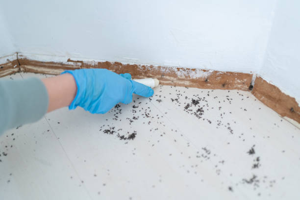 Best Local Pest Control Services  in Deerfield, MI